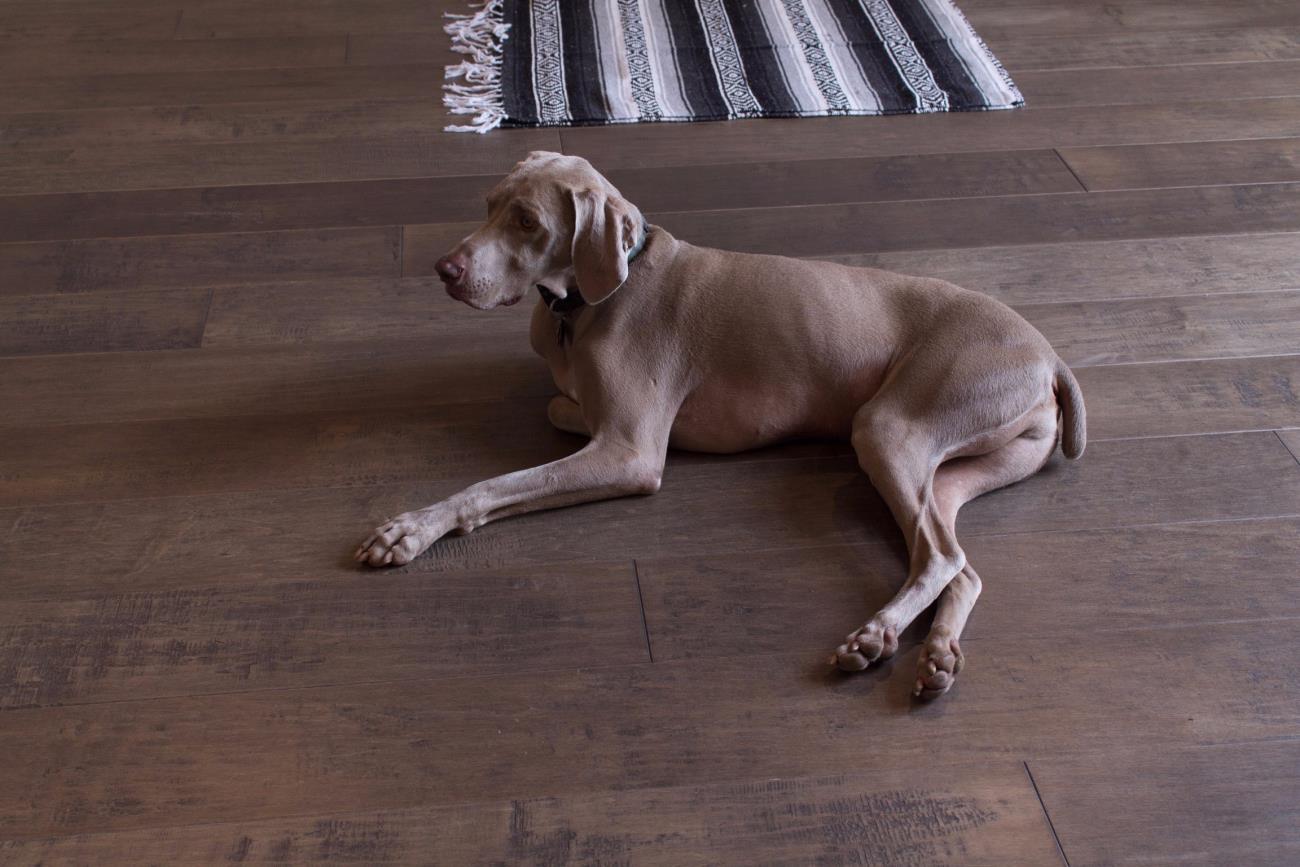 Dogs, Kids, and Crocodiles oh MY! A Guide to High Durability Flooring